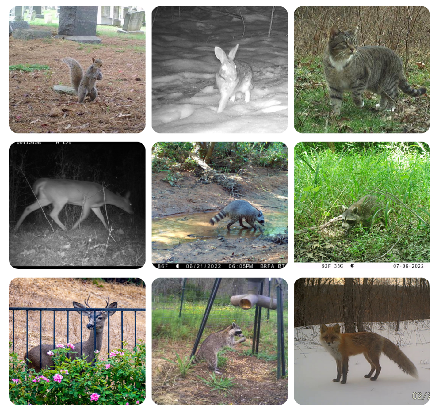 Sample wildlife images from dataset